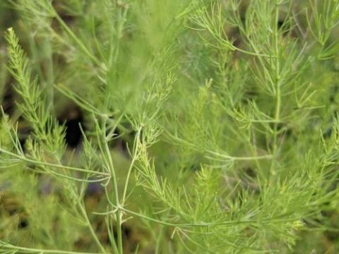 Asparagus 'Connover Colossal'