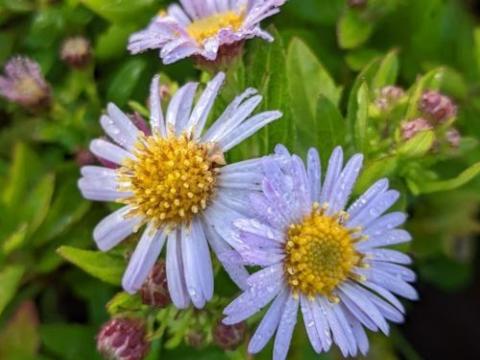 Aster ageratoides 'Asmö'