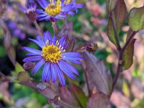Aster ageratoides 'Ezo Murasaki'