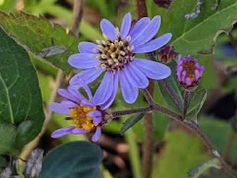 Aster ageratoides 'Harry Smidt'