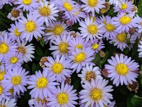 Aster ageratoides Stardust'