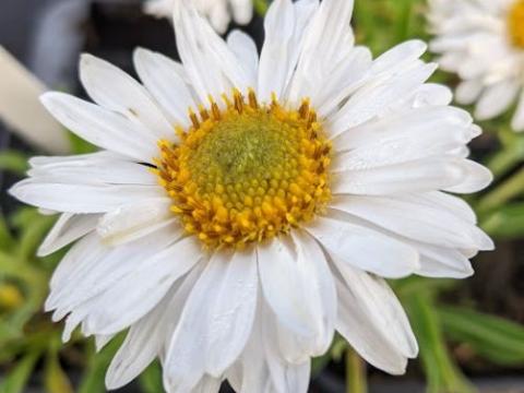 Aster alpinus 'Albus'
