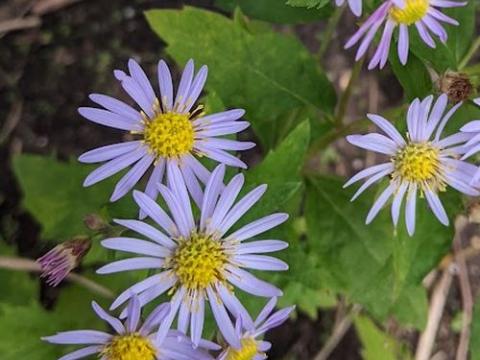 Aster ageratoides 'Asran'