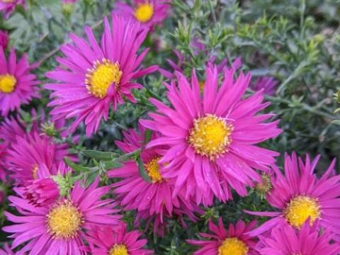 Aster dum. 'Bahamas'