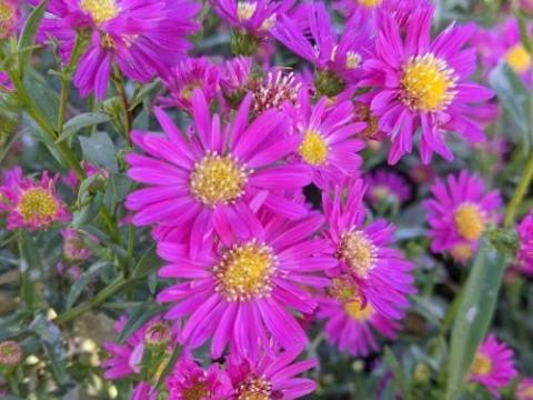 Aster  'Carmen'
