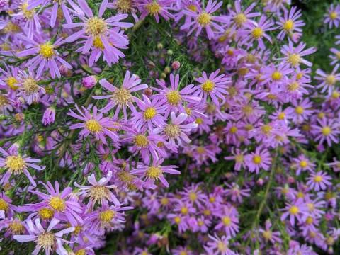 Aster lateriflorus 'Coombe Fishhacre'