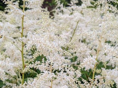 Astilbe Jap. 'Deutschland'