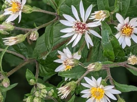 Aster divaricatus (Eurybia divaricata)