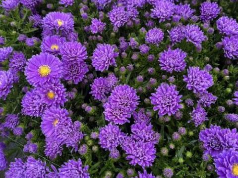 Aster Dum. 'Alph Dark Purple Launch'