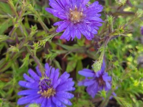 Aster Dum. 'Augenweide'