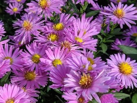 Aster Dum. 'Herbstgruss von Bresserhof'