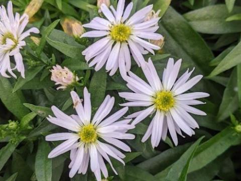 Aster Dum. 'Kristina'