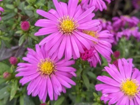 Aster Dum. 'Nesthakchen'