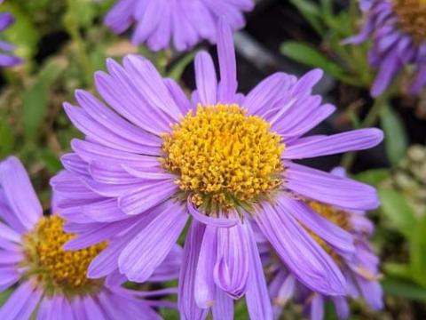 Aster alpinus 'Dunkle Schöne'