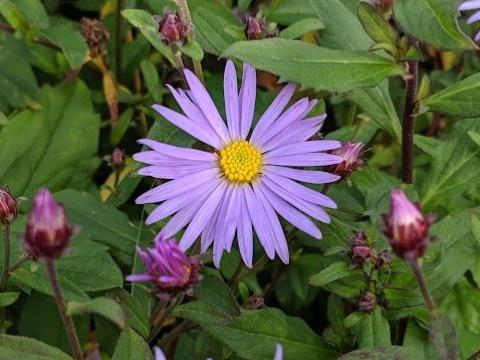 Aster ageratoides 'Eleven Purple' PBR