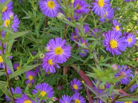 Aster ericoides 'Blue Wonder'