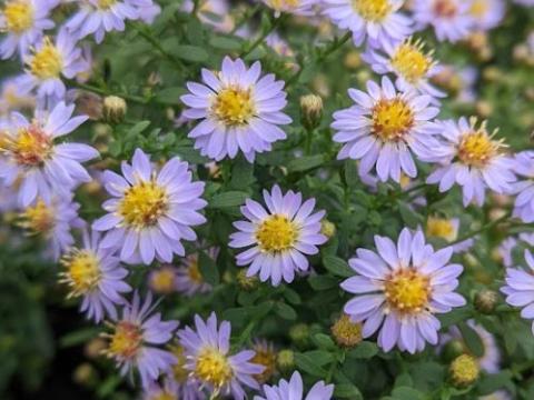 Aster ericoides 'Blue Star'