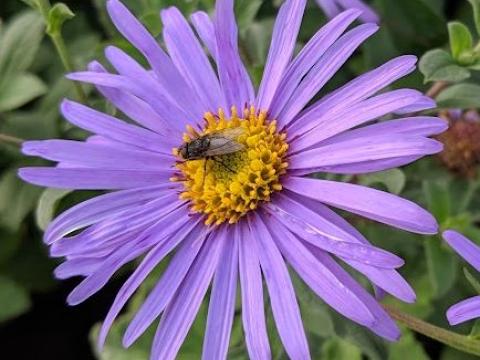 Aster frikartii 'Mönch'