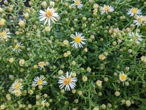 Aster ericoides 'Golden Spray'