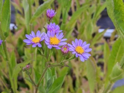 Aster tataricus 'Jindai'