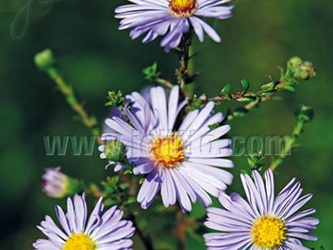 Aster laevis
