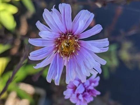 Aster laevis 'Calliope'
