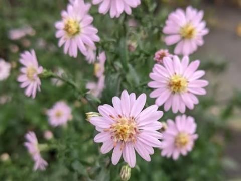 Aster lateriflorus 'Pink Buttons'