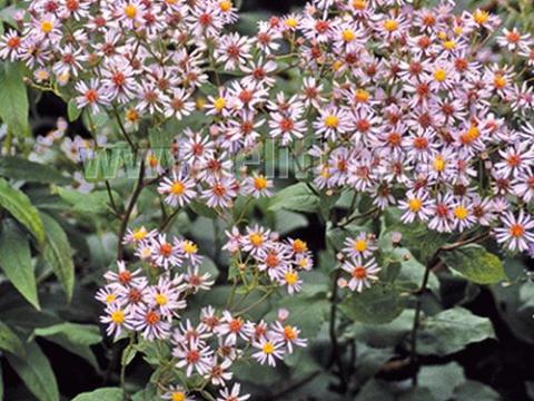 Aster macrophyllus