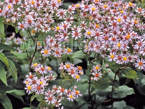 Aster macrophyllus 'Albus'