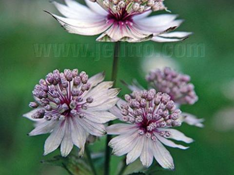 Astrantia major