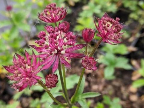 Astrantia major 'Claret'