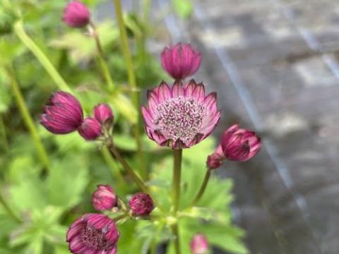 Astrantia major 'Red'