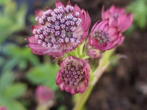 Astrantia major 'Rosensynfonie'