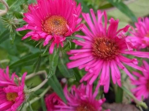 Aster n-a. 'Andenken an Alma Pötschke'