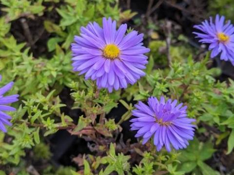 Aster n-a. 'Barr's Blue'