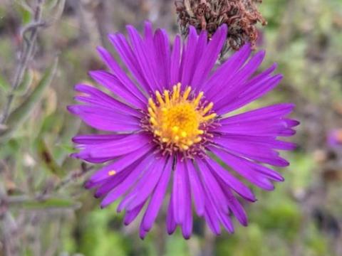 Aster n-a. 'Marina Wolkonsky'
