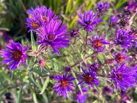 Aster n-a. 'Violetta'