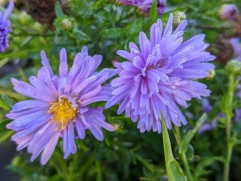 Aster n-b. 'Marie Ballard'