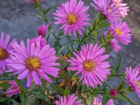 Aster n-b. 'Patricia Ballard'