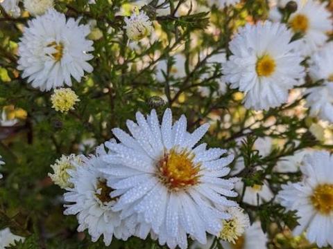 Aster n-b. 'Weisses Wunder'
