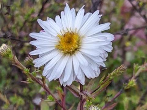 Aster n-b. 'White Ladies'