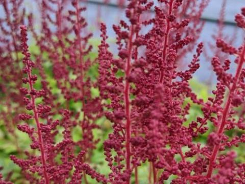 Astilbe Aren. 'Paul Gaarder'