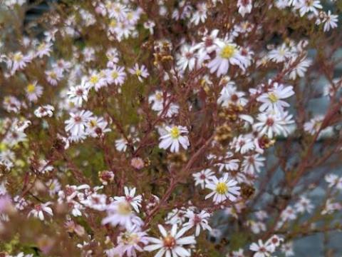 Aster ericoides 'Pink Cloud'