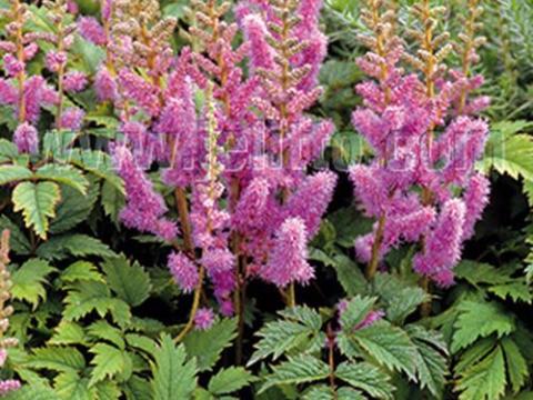 Astilbe chinensis 'Pumila'