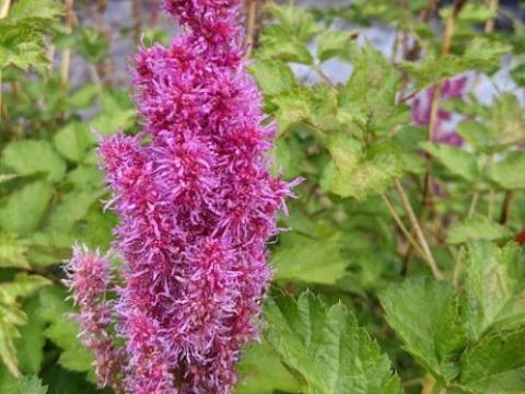 Astilbe chinensis 'Purpurkerze'