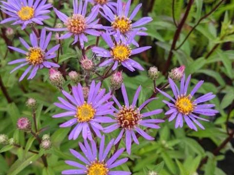 Aster radula