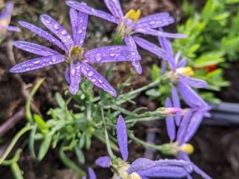 Aster sedifolius 'Nana'