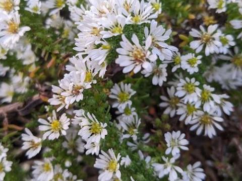 Aster ericoides 'Snowflurry' (prostrate)