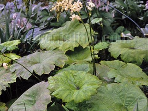 Astilboides tabularis