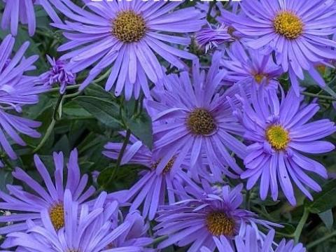 Aster thompsonii